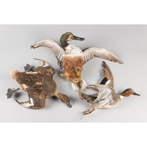 900 - AN EARLY 20TH CENTURY TAXIDERMY GROUP OF DUCKS IN FLIGHT.
Left: Wigeon female, Middle: Shoveler, Rig... 