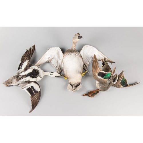 901 - AN EARLY 20TH CENTURY TAXIDERMY GROUP OF DUCKS IN FLIGHT.
Left: Smew male, Middle: Gadwall, Right: T... 