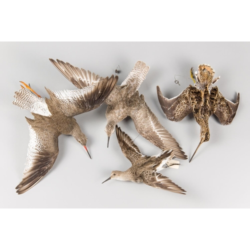 902 - A GROUP OF 20TH CENTURY TAXIDERMY WADER BIRDS IN FLIGHT.
Redshank, Snipe and two Sandpipers. Largest... 