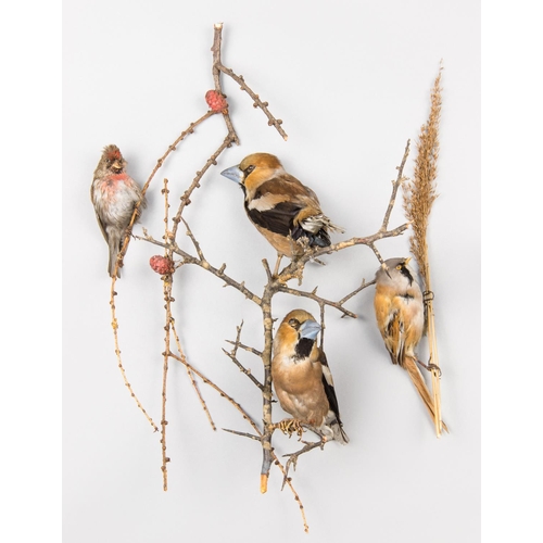 903 - A GROUP OF LATE 19TH/20TH CENTURY TAXIDERMY BIRDS, COMPRISING OF A REDPOLL, TWO HAWFINCH AND A BEARD... 