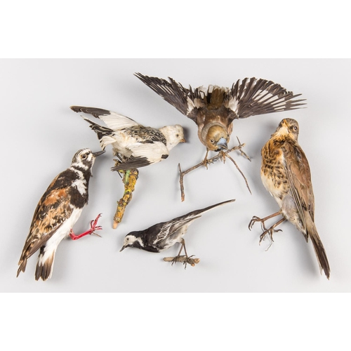 904 - A GROUP OF LATE 19TH/20TH CENTURY TAXIDERMY BIRDS, COMPRISING OF A TURNSTONE SUMMER, SNOW BUNTING, P... 