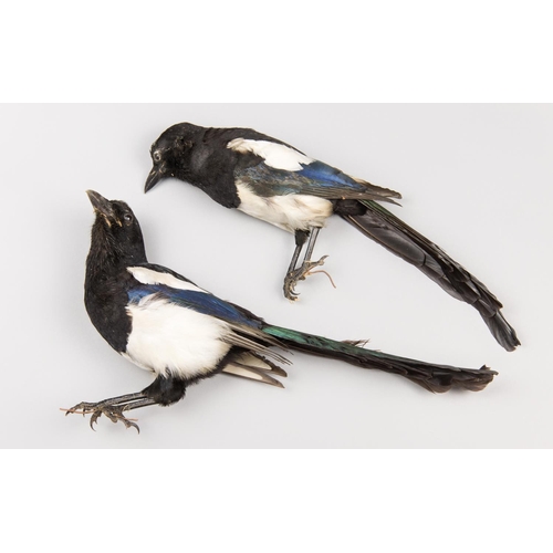 905 - A PAIR OF MID-20TH CENTURY TAXIDERMY MAGPIES.
Provenance: The James Harrison Collection of Birds.
La... 