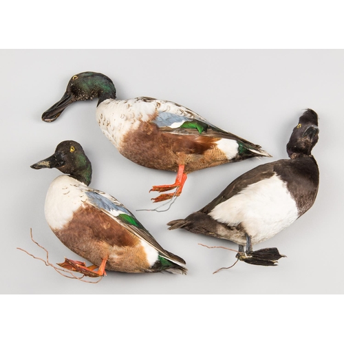 906 - A GROUP OF 20TH CENTURY TAXIDERMY DUCKS, COMPRISING OF TWO SHOVELERS AND A TUFTED DUCK.
Provenance: ... 