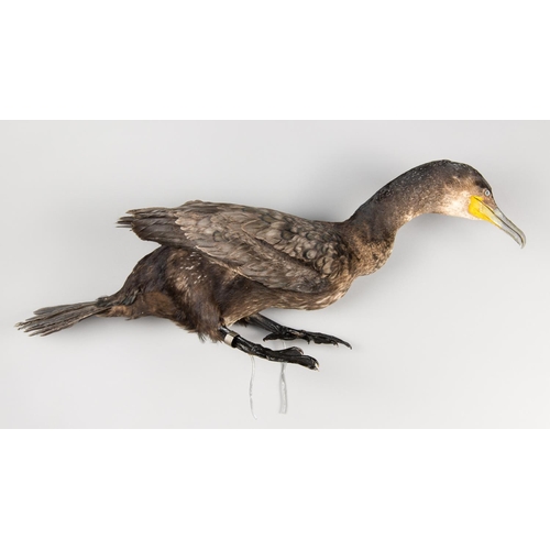 907 - A 20TH CENTURY TAXIDERMY CORMORANT.
BTO British Museum ring No. 5068964.
Provenance: The James Harri... 