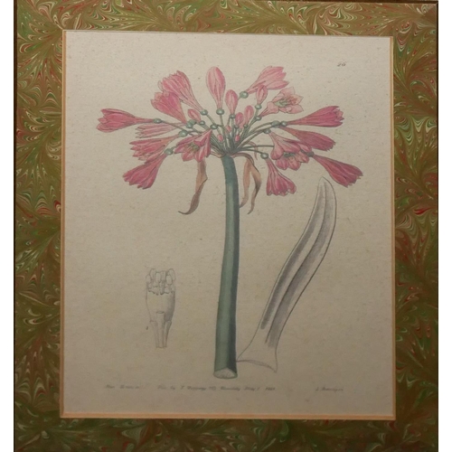 491 - A SET OF FOUR 20TH CENTURY BOTANICAL PRINTS, SPRING FLOWERS
First published by Ridgway of Piccadilly... 