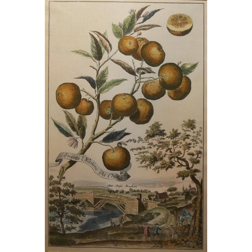 490 - A SET OF FOUR 20TH CENTURY BOTANICAL PRINTS, AFTER THE 18TH CENTURY ORIGINAL 
Garden scenes with lem... 