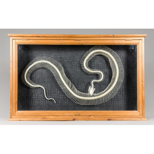 10 - A BOA CONSTRICTOR SKELETON IN A GLAZED WOODEN DISPLAY CASE.
(h 65cm x w104cm x d 16cm)