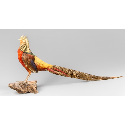 11 - A 20TH CENTURY TAXIDERMY GOLDEN PHEASANT WALL MOUNT
(h 38cm x w 84cm x d 16cm)