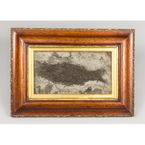 13 - A FOSSIL FISH PLAQUE IN A GLAZED FRAME
(h 28.5cm x w 40cm x d 6cm)