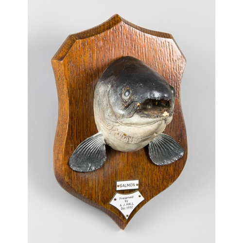 17 - A.J. HALL, A TAXIDERMY SALMON HEAD UPON OAK SHIELD.
Plaques inscribed: Salmon, Preserved by A.J. HAL... 