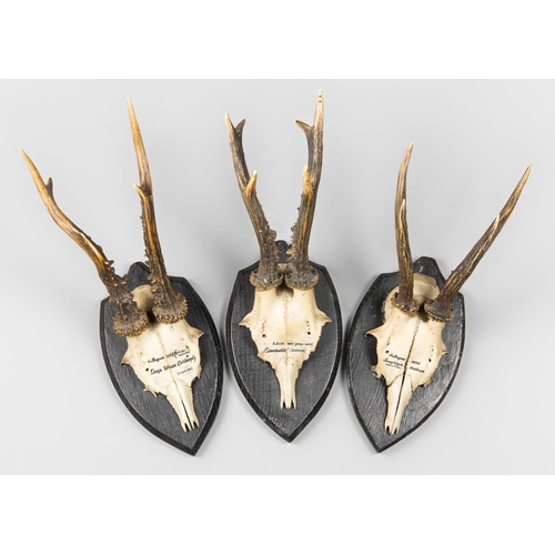 18 - AN EARLY 20TH CENTURY GROUP OF 3 ROE DEER SKULLS UPON WOODEN PLAQUES.
The largest (h 31cm x w 11cm x... 