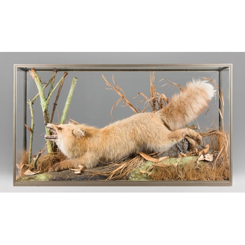 19 - ROWLAND WARD, AN EARLY 20TH CENTURY TAXIDERMY SIBERIAN FOX. 
Striking diorama of a foreign Red Fox, ... 