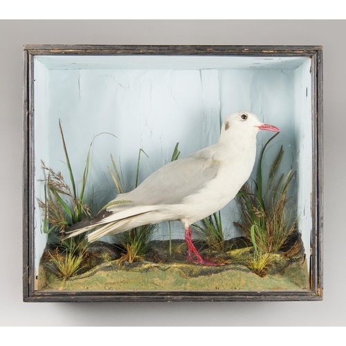 24 - E.C. SAUNDERS, A LATE 19TH CENTURY TAXIDERMY BLACK-HEADED GULL IN A GLAZED CASE WITH A NATURALISTIC ... 