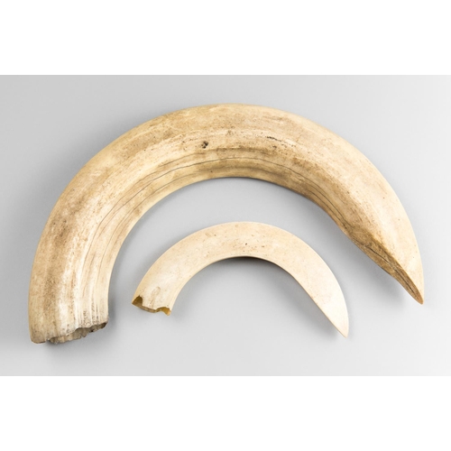 25 - A LATE 19TH/EARLY 20TH CENTURY HIPPOPOTAMUS TUSK, ALONG WITH A WARTHOG TUSK.
The largest (h 36cm x w... 