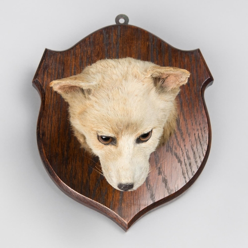 27 - PRATT & SONS OF BRIGHTON, A LATE 19TH CENTURY TAXIDERMY PUP HEAD. 
An unusual tiny pup head mounted ... 