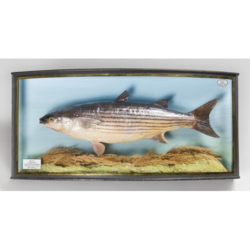 28 - A.J. HALL, A TAXIDERMY MULLET MOUNTED IN A BOW FRONTED GLAZED CASE WITH A NATURALISTIC SETTING.
Plaq... 