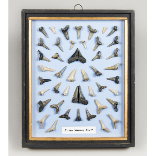 3 - A FRAMED COLLECTION OF FOSSIL SHARK TEETH
(h 27cm x w 22cm x d 3cm)