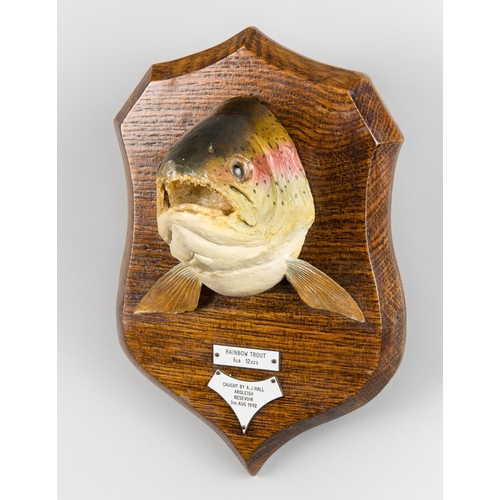 30 - A.J. HALL, A TAXIDERMY RAINBOW TROUT HEAD UPON OAK SHIELD.
Plaques inscribed: Rainbow Trout, 6lb 12o... 