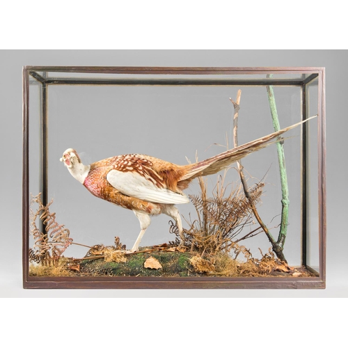 31 - ROWLAND WARD, AN EARLY 20TH CENTURY TAXIDERMY ABERRATION PHEASANT.
Male Ring-necked Pheasant in ligh... 