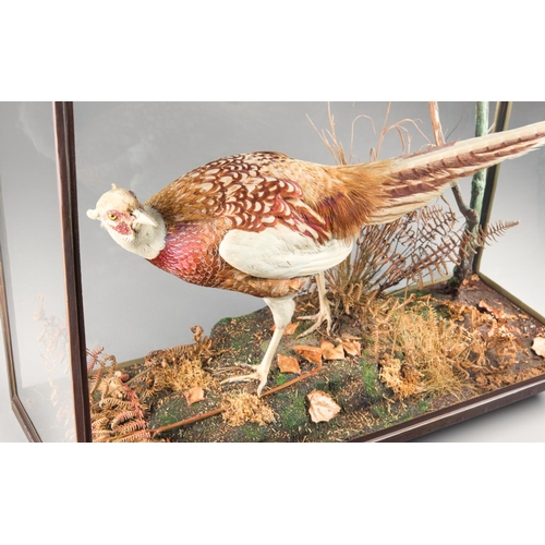 31 - ROWLAND WARD, AN EARLY 20TH CENTURY TAXIDERMY ABERRATION PHEASANT.
Male Ring-necked Pheasant in ligh... 