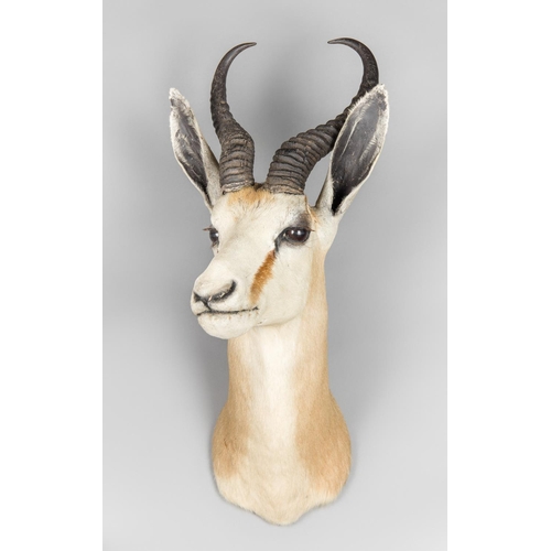 33 - A 20TH CENTURY TAXIDERMY SPRINGBOK SHOULDER MOUNT
(h 63cm x w 28cm x d 39cm)