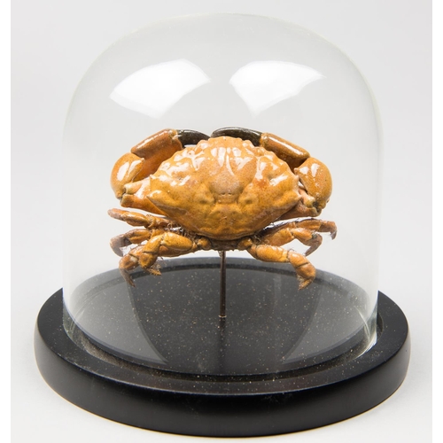 37 - AN UNUSUAL TROPICAL CRAB SPECIMEN UNDER GLASS DOME
(h 13.5cm x w 13.5cm x d 13.5cm)