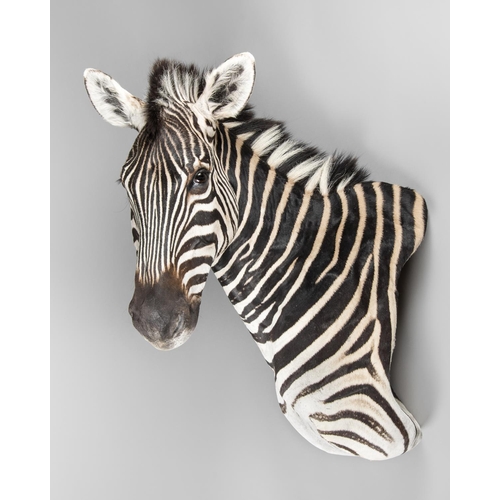 38 - A LATE 20TH CENTURY TAXIDERMY BURCHELL'S ZEBRA SHOULDER MOUNT
(h 75cm x w 40cm x d 85cm)