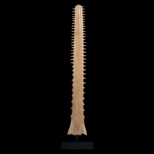 41 - A VICTORIAN SAWFISH ROSTRUM, CIRCA 1900, ON A CUSTOM MADE STAND. 
To be sold with a CITES Article 10... 