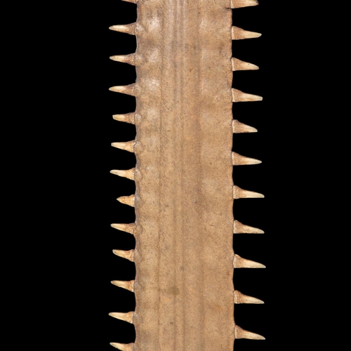 41 - A VICTORIAN SAWFISH ROSTRUM, CIRCA 1900, ON A CUSTOM MADE STAND. 
To be sold with a CITES Article 10... 