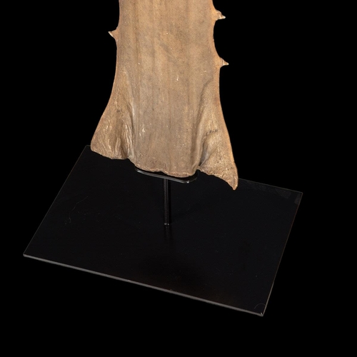 41 - A VICTORIAN SAWFISH ROSTRUM, CIRCA 1900, ON A CUSTOM MADE STAND. 
To be sold with a CITES Article 10... 