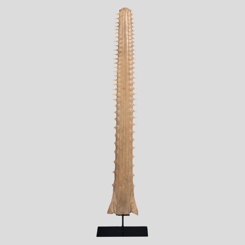 41 - A VICTORIAN SAWFISH ROSTRUM, CIRCA 1900, ON A CUSTOM MADE STAND. 
To be sold with a CITES Article 10... 