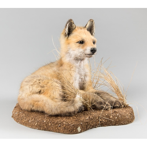 44 - A LATE 20TH CENTURY TAXIDERMY FOX CUB UPON A NATURALISTIC BASE
(h 25cm x w 30cm x d 28cm)