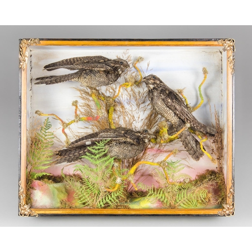 45 - AN UNUSUAL LATE 19TH CENTURY TAXIDERMY CASE OF NIGHTJARS IN A NATURALISTIC SETTING.
Three nightjars ... 