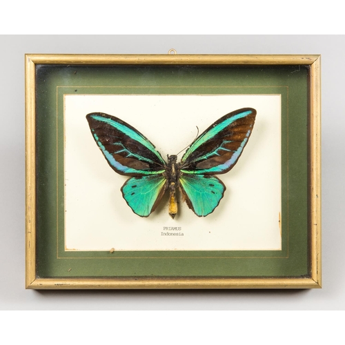 46 - A MID 20TH CENTURY PRIAMS BIRDWING BUTTERFLY MOUNTED IN A GLAZED PICTURE FRAME
(h 19cm x w 24cm x d ... 