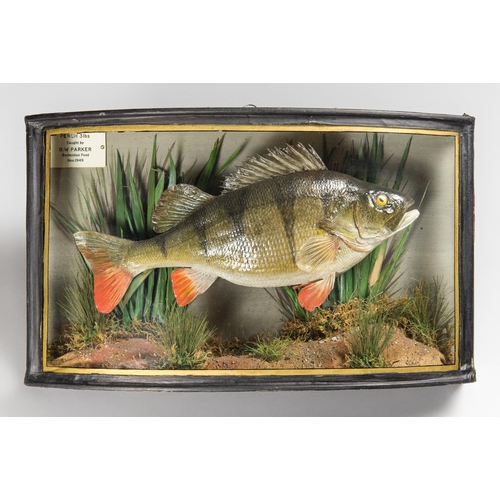 49 - ATTRIBUTED TO W.F HOMER, AN EARLY 20TH CENTURY TAXIDERMY PERCH IN A BOW FRONTED GLAZED CASE WITH A N... 