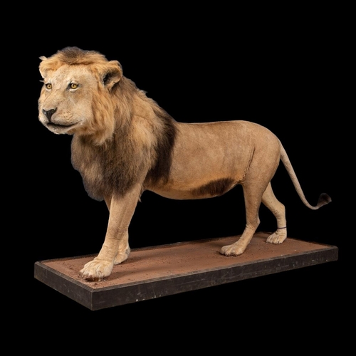 50 - A LATE 20TH CENTURY TAXIDERMY AFRICAN MALE LION MOUNTED UPON A PLINTH.
(h 128cm x w 240cm x d 78cm)