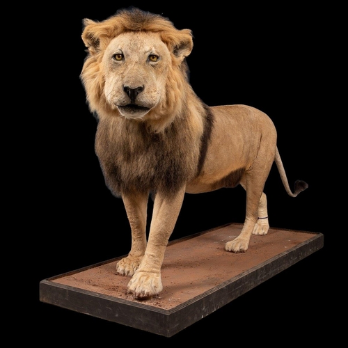 50 - A LATE 20TH CENTURY TAXIDERMY AFRICAN MALE LION MOUNTED UPON A PLINTH.
(h 128cm x w 240cm x d 78cm)