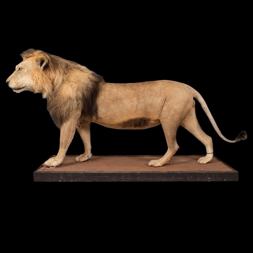 50 - A LATE 20TH CENTURY TAXIDERMY AFRICAN MALE LION MOUNTED UPON A PLINTH.
(h 128cm x w 240cm x d 78cm)