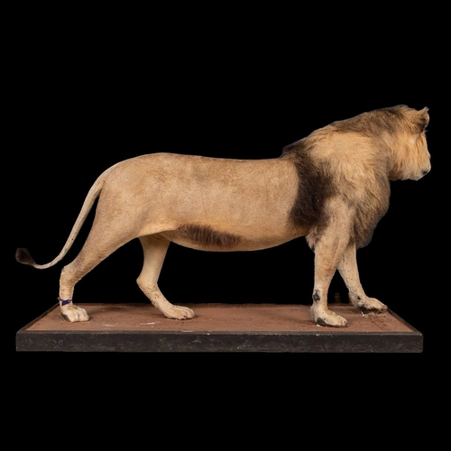 50 - A LATE 20TH CENTURY TAXIDERMY AFRICAN MALE LION MOUNTED UPON A PLINTH.
(h 128cm x w 240cm x d 78cm)