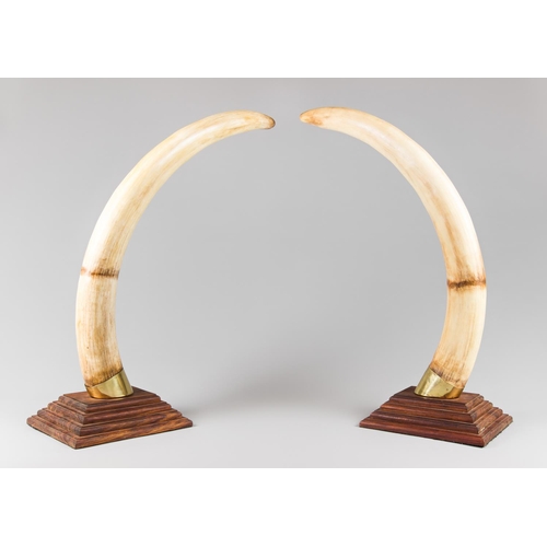 51 - A LARGE AND IMPRESSIVE PAIR OF RESIN ELEPHANT TUSKS, MODERN.
Realistically painted and finished with... 