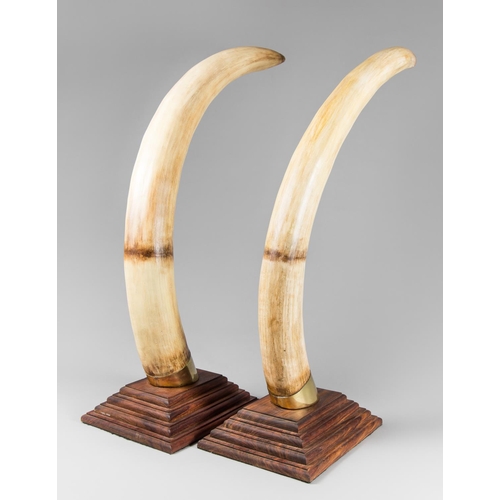 51 - A LARGE AND IMPRESSIVE PAIR OF RESIN ELEPHANT TUSKS, MODERN.
Realistically painted and finished with... 