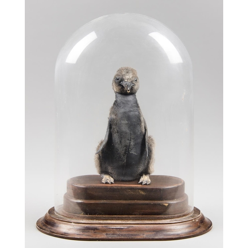 52 - A RARE AND UNUSUAL EARLY 20TH CENTURY TAXIDERMY BABY JACKASS PENGUIN UNDER DOME.
Bearing newborn fea... 