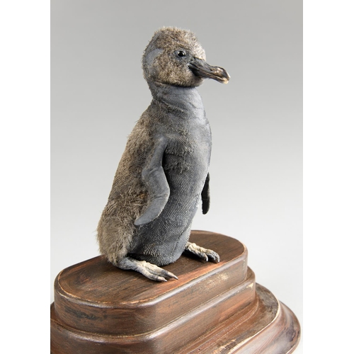 52 - A RARE AND UNUSUAL EARLY 20TH CENTURY TAXIDERMY BABY JACKASS PENGUIN UNDER DOME.
Bearing newborn fea... 