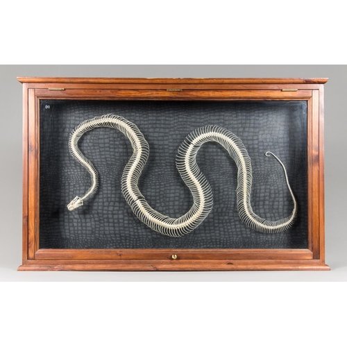 54 - A CARPET PYTHON SKELETON IN A GLAZED WOODEN DISPLAY CASE.
(h 65cm x w104cm x d 13cm)