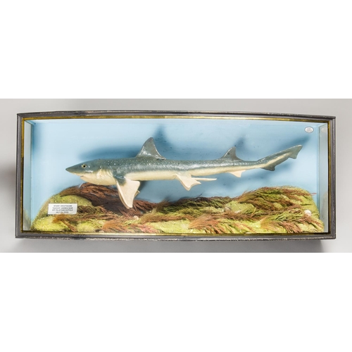 55 - A.J. HALL, A TAXIDERMY STARRY SMOOTH-HOUND MOUNTED IN A BOW FRONTED GLAZED CASE WITH A NATURALISTIC ... 