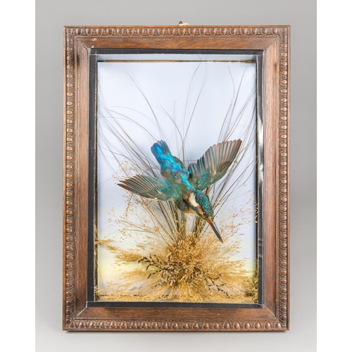 57 - G BAZELEY OF NORTHAMPTON, A LATE 19TH/EARLY 20TH CENTURY TAXIDERMY KINGFISHER IN A WALL HANGING PICT... 