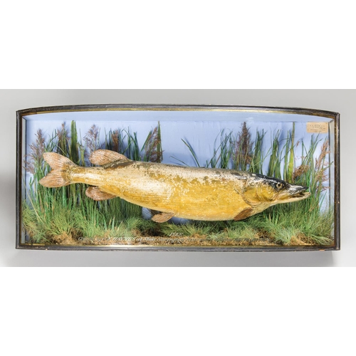 58 - F.T WILLIAMS & CO OF LONDON, AN EARLY 20TH CENTURY TAXIDERMY PIKE IN A BOW FRONTED GLAZED CASE WITH ... 