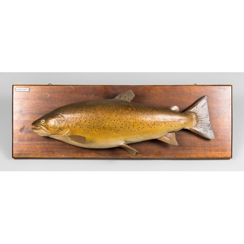 6 - A.J. HALL, A CARVED WOODEN BROWN TROUT, HAND PAINTED AND MOUNTED UPON AN OAK BACKBOARD.
Plaque inscr... 