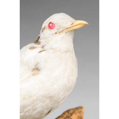 60 - ROWLAND WARD, AN EARLY 20TH CENTURY TAXIDERMY ALBINO THRUSH.
Rare museum-type mount by Rowland Ward ... 