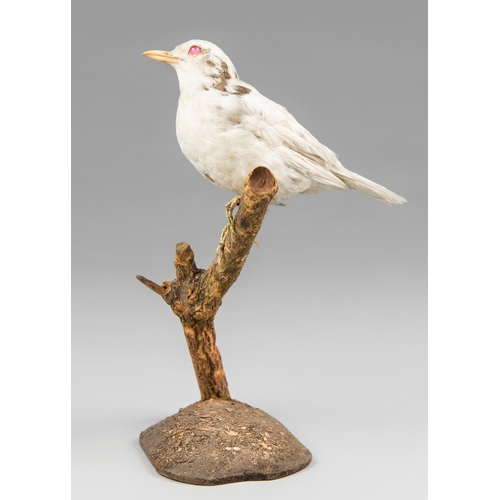 60 - ROWLAND WARD, AN EARLY 20TH CENTURY TAXIDERMY ALBINO THRUSH.
Rare museum-type mount by Rowland Ward ... 